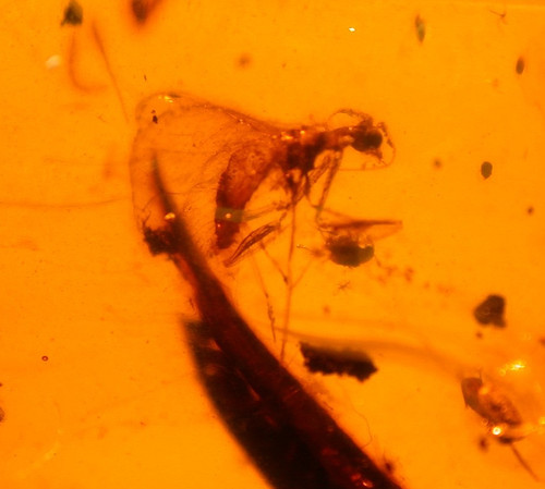 Lacewing with large - with,