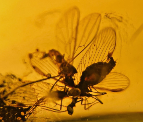 A101 bu3404 love - love, lacewing